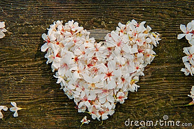 Beautiful White flowers. ï¼ˆtung tree flowerï¼‰Heart shape Stock Photo